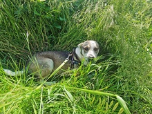 BOBBY, Hund, Mischlingshund in Rumänien - Bild 4