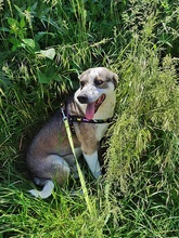 BOBBY, Hund, Mischlingshund in Rumänien - Bild 5