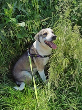 BOBBY, Hund, Mischlingshund in Rumänien - Bild 6