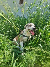 BOBBY, Hund, Mischlingshund in Rumänien - Bild 7