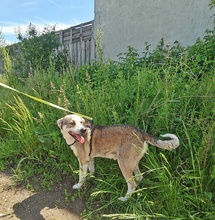 BOBBY, Hund, Mischlingshund in Rumänien - Bild 8
