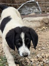 CARLIE, Hund, Mischlingshund in Bulgarien - Bild 1