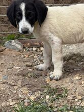 CARLIE, Hund, Mischlingshund in Bulgarien - Bild 2