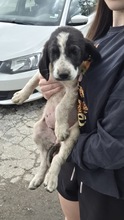 CARLIE, Hund, Mischlingshund in Bulgarien - Bild 3