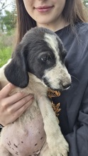 CARLIE, Hund, Mischlingshund in Bulgarien - Bild 5