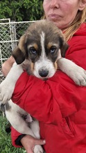 CHARLIE, Hund, Mischlingshund in Bulgarien - Bild 1