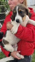 CHARLIE, Hund, Mischlingshund in Bulgarien - Bild 3