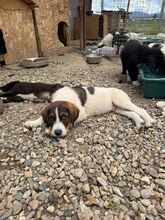 CHARLIE, Hund, Mischlingshund in Bulgarien - Bild 5