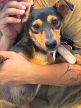 ZURI, Hund, Mischlingshund in Spanien - Bild 1