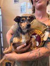 ZURI, Hund, Mischlingshund in Spanien - Bild 2