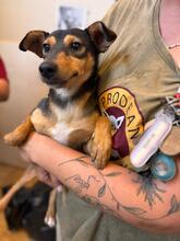 ZURI, Hund, Mischlingshund in Spanien - Bild 3
