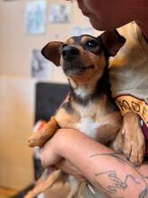 ZURI, Hund, Mischlingshund in Spanien - Bild 5