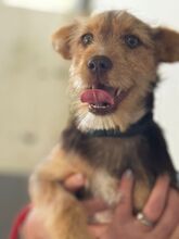 ANASTASIA, Hund, Mischlingshund in Spanien - Bild 1