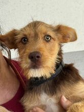ANASTASIA, Hund, Mischlingshund in Spanien - Bild 2