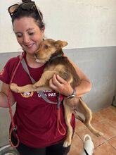 ANASTASIA, Hund, Mischlingshund in Spanien - Bild 3