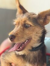 ANASTASIA, Hund, Mischlingshund in Spanien - Bild 4
