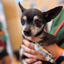 TITO, Hund, Chihuahua in Spanien - Bild 1