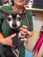 TITO, Hund, Chihuahua in Spanien - Bild 2