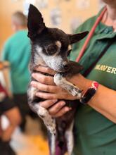 TITO, Hund, Chihuahua in Spanien - Bild 3