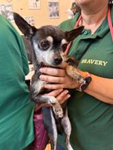 TITO, Hund, Chihuahua in Spanien - Bild 4