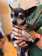 TITO, Hund, Chihuahua in Spanien - Bild 5