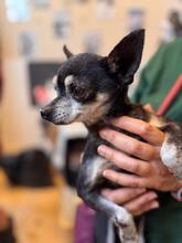 TITO, Hund, Chihuahua in Spanien - Bild 6