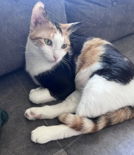 CHRYSI, Katze, Europäisch Kurzhaar in Zypern - Bild 1