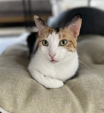 CHRYSI, Katze, Europäisch Kurzhaar in Zypern - Bild 2