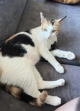 CHRYSI, Katze, Europäisch Kurzhaar in Zypern - Bild 3