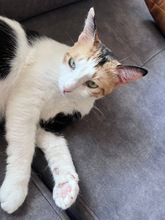 CHRYSI, Katze, Europäisch Kurzhaar in Zypern - Bild 4