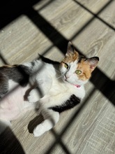 CHRYSI, Katze, Europäisch Kurzhaar in Zypern - Bild 5