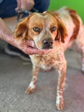 RUBY, Hund, Epagneul Breton in Spanien - Bild 1