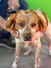 RUBY, Hund, Epagneul Breton in Spanien - Bild 2