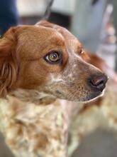 RUBY, Hund, Epagneul Breton in Spanien - Bild 3
