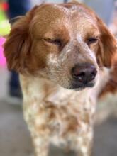 RUBY, Hund, Epagneul Breton in Spanien - Bild 4
