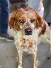 RUBY, Hund, Epagneul Breton in Spanien - Bild 5