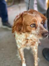 RUBY, Hund, Epagneul Breton in Spanien - Bild 6