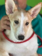 THEO, Hund, Siberian Husky-Mix in Spanien - Bild 1