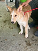 THEO, Hund, Siberian Husky-Mix in Spanien - Bild 2