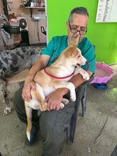 THEO, Hund, Siberian Husky-Mix in Spanien - Bild 3