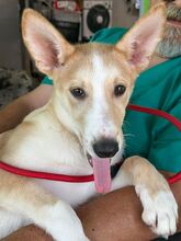THEO, Hund, Siberian Husky-Mix in Spanien - Bild 4