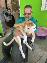THEO, Hund, Siberian Husky-Mix in Spanien - Bild 5