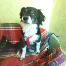 LOLA, Hund, Mischlingshund in Spanien - Bild 1