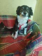 LOLA, Hund, Mischlingshund in Spanien - Bild 2