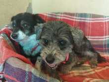 LOLA, Hund, Mischlingshund in Spanien - Bild 3