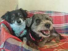 LOLA, Hund, Mischlingshund in Spanien - Bild 4