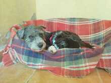 LOLA, Hund, Mischlingshund in Spanien - Bild 6
