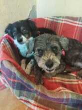 LOLA, Hund, Mischlingshund in Spanien - Bild 7