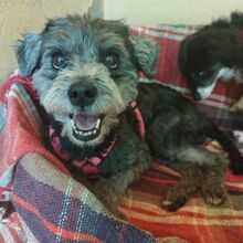 PALOMA, Hund, Deutscher Schäferhund in Spanien - Bild 1