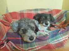 PALOMA, Hund, Deutscher Schäferhund in Spanien - Bild 4